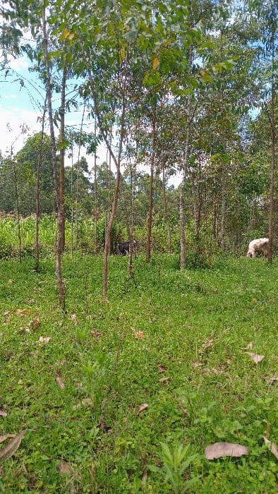 The scene, located in Gesima ward, Kenya, depicts an outdoor environment within a sparse woodland. The foreground consists of dense green ground cover, primarily grasses and various low-lying plants, with scattered dry brown leaves. Numerous slender trees with light brown trunks and green foliage are distributed vertically across the midground, forming a partial canopy. In the middle-left, a dark-colored goat or sheep is partially visible, positioned amongst the trees and vegetation, facing right. To the right, a white or light-colored goat or sheep is observed with its head lowered towards the ground, indicative of grazing. The background shows denser green foliage, and a partially cloudy blue sky is visible through the tree canopy at the top. No human figures are present.