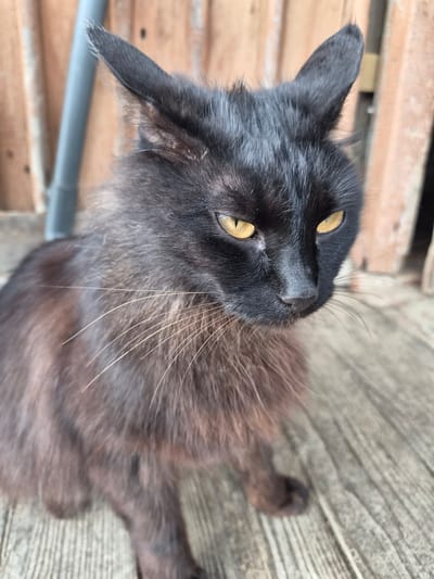 A black cat with yellow eyes sits on a wooden surface. The cat's fur is somewhat disheveled, with some longer strands around its neck and face. The background consists of wooden planks and a gray pole. The scene appears to be outdoors, possibly on a porch or deck. The image is a close-up, focusing on the cat's face and upper body. There is no visible evidence of the city of Novosisoevka, Russia, within the frame of the image.