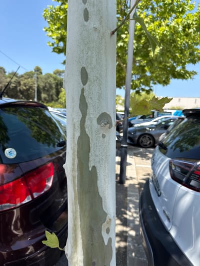 The image shows a close-up, vertically oriented view of a tree trunk. The trunk is light gray with distinct, darker gray patches and a rough texture. A thin branch with a few green and brown leaves extends from the trunk. In the background, out of focus, are two parked cars. The car closest to the viewer appears to be a dark reddish-brown SUV, with its taillight and rear windshield visible. Further back, a white car is parked, with a portion of its side and a wheel visible. The scene is outdoors, under a clear blue sky, suggesting a daytime setting with good weather. The foliage of a tree with vibrant green leaves is also visible in the upper left portion of the image. The overall impression is of an urban or suburban environment where nature and man-made objects coexist. There is no visible text in the image.