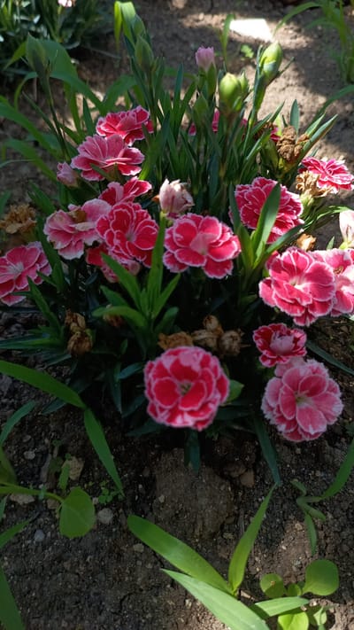 A close-up, vertical shot captures a cluster of vibrant pink carnations in bloom, interspersed with green foliage and budding stems. The flowers exhibit fringed petals with a deeper pink hue at the center, fading to a lighter pink and white edge. Several dried, brown flower heads are also visible within the arrangement. The plants are rooted in dark, earthy soil with small pebbles and patches of sunlight dappled across the ground. The image appears to be taken outdoors in a garden setting. The location is identified as Stefan Karadzhovo, Bulgaria.