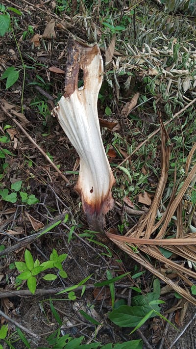 The image shows a close-up, overhead view of a dead, dried banana leaf lying on the ground amidst other organic debris such as twigs, dry leaves, and some live green vegetation. The banana leaf is bleached white in the center, with brown, charred, and reddish-brown discoloration at the base and along a section of the edge. It has a twisted, undulating shape and a hole is visible in the upper left portion of the leaf. The surrounding ground is covered in a layer of natural detritus, with patches of small green plants growing in between. The scene appears to be in a natural or semi-natural outdoor environment, consistent with the general terrain of Meunasahdayah, Indonesia. There are no people or animals visible in the image, and no specific actions or interactions are depicted.
