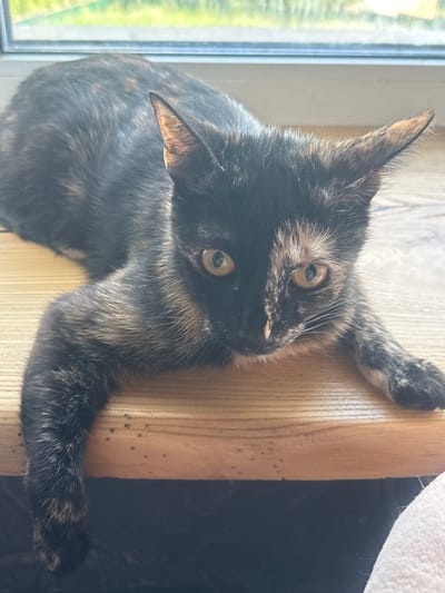 A tortoiseshell cat is lying on a wooden surface, possibly a windowsill, with its body partially obscured. The cat has black, brown, and orange fur with distinct patches. Its eyes are open and looking forward, and its ears are pointed. The background shows a blurred green and yellow area, suggesting outdoor foliage, and a window frame. The wooden surface has a visible wood grain and several small dark spots. The lower part of the image shows a dark surface and a corner of a white, fluffy object. The scene is indoors, likely in a residential setting. There are no people visible in the image. The location is identified as Хвойное Кп, Russia.