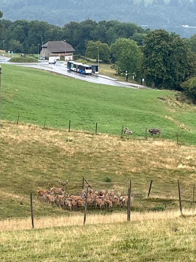 The image depicts a rural landscape in Jongny, Switzerland, under an overcast sky or after recent rainfall, evidenced by a wet paved road. In the immediate foreground, a field of dry, light-brown grass contains a herd of approximately thirty to forty deer, including several stags with antlers, hinds, and juveniles, gathered behind a fence line composed of wooden posts.
Above this field, a greener pasture contains two domestic bovines, one light gray and one dark brown, positioned near another fence line. In the upper midground, a wet asphalt road features a blue and white articulated bus stopped at a bus shelter on the right. Further left on the road, a white van is visible near a circular roundabout. Adjacent to the roundabout is a two-story building with a brown roof and stone-like walls. The background consists of dense green deciduous trees covering rolling hills, with a faint suggestion of a large body of water beyond them on the right horizon. Streetlights and road signs are present along the road. No human figures are explicitly visible.