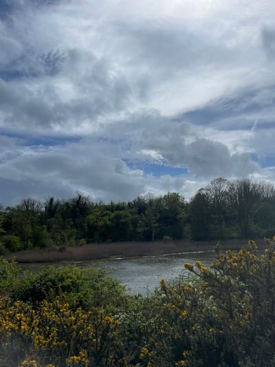 The image captures a tranquil outdoor scene along a waterway, likely a canal or river, under a dynamic sky. The perspective looks along the length of the water body, which appears calm with subtle ripples, extending from the middle-right towards the center-left. A narrow, unpaved path runs parallel to the water on the left bank.

On the right side of the image, a dense thicket of green bushes with abundant bright yellow blossoms, characteristic of gorse or broom, dominates the foreground, partially obscuring the water's edge. Beyond the path and waterway, a continuous line of mature trees with dark green foliage forms a verdant backdrop, suggesting a natural or semi-natural environment.

The sky occupies the upper half of the image and is a prominent feature, displaying a mix of white, grey, and darker clouds interspersed with patches of clear blue sky. Some clouds are wispy and streaky, while others are more voluminous. The bright light suggests it is daytime, possibly late morning or early afternoon. The vibrant greenery and flowering bushes indicate a temperate season, likely spring or early summer.

There are no people, animals, or man-made structures visible in the scene, conveying a sense of untouched nature. No specific activity or event is taking place; the image depicts a peaceful, natural landscape. There is no visible text. Given the location context, this scene could be a typical canal or waterway landscape in the Portsmouth area of the United Kingdom.