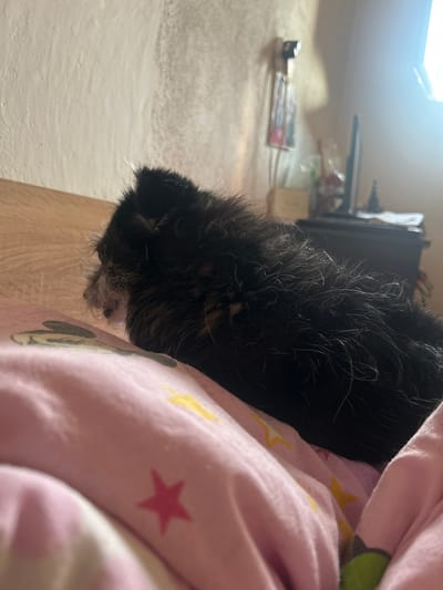 The image shows a small, dark-colored dog with shaggy fur lying on a pink blanket with yellow and red star patterns. The dog's face is visible, with graying whiskers and a closed eye. The background is blurred but appears to be a bedroom, with a light-colored wall, a wooden headboard, and some objects on a shelf or dresser, including what looks like a television. The lighting suggests it is daytime, with sunlight coming from the right side of the image. The scene is likely indoors, in a residential setting. Without further information or context, it is not possible to determine the specific location within the city of Perushtitsa, Bulgaria.