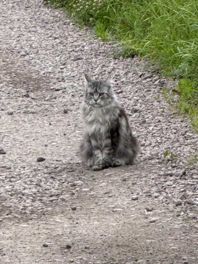 A medium-haired, gray and white cat with distinctive markings is sitting on a gravel path. The cat is positioned in the center of the frame, facing the viewer with its body angled slightly to the left. Its fur appears fluffy, especially around its neck and tail. The gravel path is composed of small, dark gray stones and is slightly uneven. To the right of the path, there is an area of lush green grass and vegetation. The background is mostly out of focus, suggesting an outdoor environment. The lighting appears to be natural daylight. There is no indication of human presence or interaction in the image. The location is described as Ленгипротранс Снт, Russia, though this context is not visually evident from the image itself.