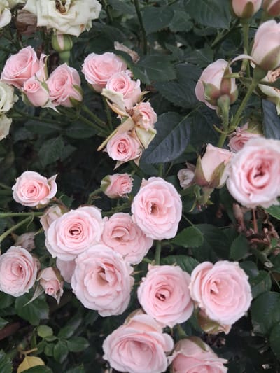 The image shows a close-up view of a cluster of pale pink roses in full bloom, interspersed with dark green leaves and some buds. The roses are the primary subjects, with their delicate petals and layered structure clearly visible. Some of the roses are fully open, revealing their intricate centers, while others are in various stages of opening. There are also a few white roses that appear to be past their prime, with dried and wilting petals. The setting is a rose bush, likely in a garden, given the natural arrangement of the flowers and foliage. The lighting suggests it might be daytime, with soft, diffused light, possibly indicating an overcast day or the roses being in partial shade. There are no people or text visible in the image. The overall impression is one of natural beauty and the transient nature of flowers. The location context provided is "Гүлдала, Kazakhstan," suggesting this is where the image was taken.