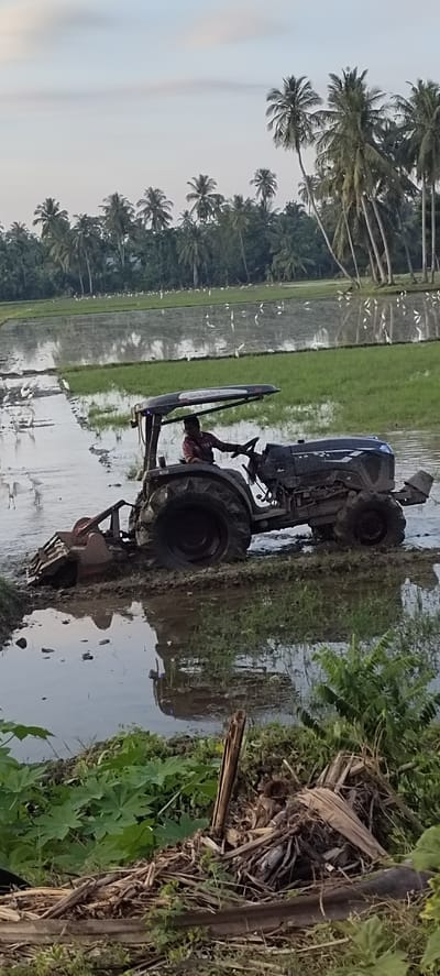 In Blangmajron, Indonesia, a dark-colored tractor with a rototiller attachment is actively plowing a muddy rice paddy. A person wearing a red shirt and dark pants is operating the tractor, holding the steering wheel. The tractor is partially submerged in water and mud, with large, treaded tires digging into the soil. Numerous white birds, likely egrets, are scattered throughout the flooded rice fields and along the edges of the paddy, some actively foraging. In the background, a dense line of tall palm trees borders the cultivated fields, with a hazy sky above. The foreground shows lush green foliage and debris on the muddy bank of the paddy. The scene depicts agricultural activity in a rural, tropical environment.
