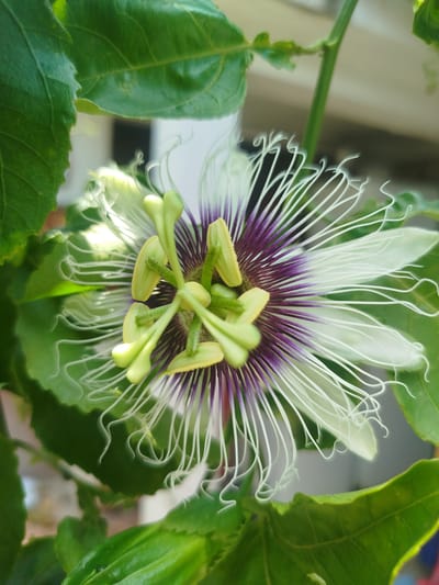 The image shows a close-up of a passion flower (Passiflora) in bloom, surrounded by green leaves. The flower has a central structure with light green pistils and stamens. Radiating outwards from the center are white and purple filaments. The leaves are a vibrant green, and the background is partially obscured, though glimpses of a neutral-colored surface and possibly more foliage can be seen. The scene is likely outdoors, given the natural lighting and vegetation. The location, El Papelón, Venezuela, is based on user provided information.