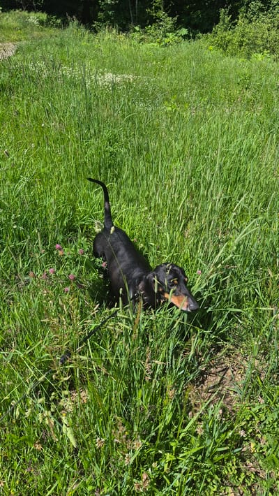 A black and tan dachshund is lying in tall green grass in a field. The dog is mostly hidden by the grass, with only its head and a portion of its body visible. The dog's tail is raised and curved. There are small pink flowers scattered throughout the grass. In the background, there is a line of trees. The location is a field in Krauja, Latvia.