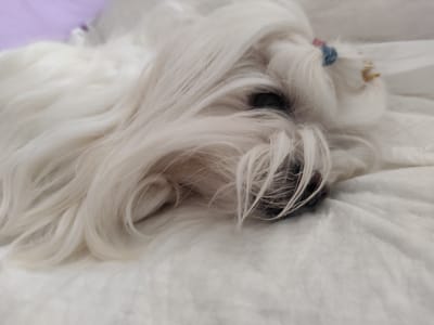 A fluffy white dog with long hair is lying down on a white blanket. Its eyes are partially closed, and its head is resting on the blanket. A small blue and pink hair tie is visible on its head. The dog appears to be relaxed and comfortable. The background is blurred and shows a hint of purple. There is no visible information to indicate the location in Constanța, Romania.