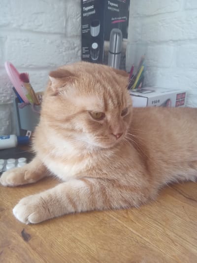 An orange tabby cat with folded ears is lying on a wooden surface. The cat's body extends to the right side of the frame, and its head is turned to the left, with its gaze directed downwards and to the left. In the background, on the left, a grey container holds several writing utensils, including pencils and paintbrushes, and a pink object. To the right of the container are two boxes, one with Cyrillic text indicating "Термос вакуумний" (vacuum flask), and another box with a label that appears to be a product code. The background wall is made of white bricks. The overall setting appears to be an indoor space. The image does not contain any explicit clues about its location in the city of Terebovlia, Ukraine.