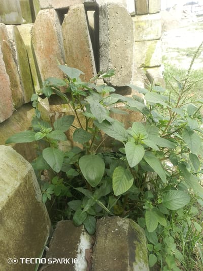 The image shows a close-up view of a lush green plant with broad leaves and small flower clusters. The plant is growing among several weathered, rectangular concrete blocks and reddish-brown bricks stacked in the background. Some of the blocks and bricks appear to have moss or algae growth on them, indicating an outdoor environment exposed to moisture. The ground is covered with grass and other low-lying vegetation. The lighting suggests it is daytime, possibly with some overcast conditions or shade from the surrounding structures. The scene is set in Awoyaya, Nigeria, a location characterized by its urban development and proximity to natural elements. There are no people or animals visible in the image. The overall impression is one of nature reclaiming an area with construction materials. The bottom left corner of the image contains a watermark that reads "TECNO SPARK 10".