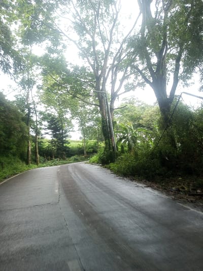 This image depicts a paved, two-lane road in Eheliyagoda, Sri Lanka, making a gradual left turn and ascending slightly. The road surface is gray asphalt, exhibiting dark streaks consistent with dampness or traffic residue. Dense green vegetation borders both sides of the roadway. On the left, numerous tall trees with full canopies form a thick barrier, with additional greenery and a cleared, vegetated slope visible beyond. On the right, large trees dominate the foreground, accompanied by thick undergrowth that includes broad-leafed plants, possibly banana trees. Two utility poles or similar vertical structures are present on the right; one is attached to a large tree trunk and displays red and white banding. The sky overhead is overcast, providing diffused light. No individuals, animals, or vehicles are present in the scene.