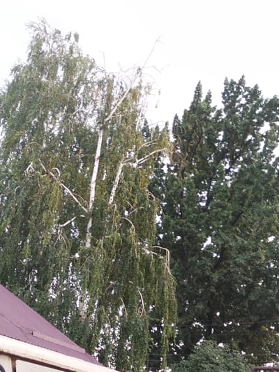A tall birch tree with light-colored bark and drooping branches full of green leaves stands on the left side of the image, against a bright, overcast sky. To the right of the birch tree is a dense, dark green evergreen tree, possibly a conifer, with a more upright and pointed shape. In the foreground, the corner of a dark reddish-brown, corrugated metal roof is visible on the bottom left. The scene appears to be outdoors, with the trees suggesting a natural or park-like setting. The lighting is soft and diffused, indicating it might be daytime, possibly morning or late afternoon under cloudy conditions. There are no people or specific activities depicted. The location is identified as Қарабұлақ, Kazakhstan.