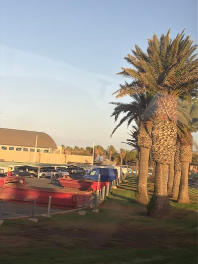 The image depicts an outdoor scene with a clear sky. In the foreground, there is lush green grass with some areas of brown dirt, suggesting a slight unevenness in the terrain. Several palm trees with textured trunks are lined up, casting shadows on the grass. Behind the trees, a row of vehicles is parked under a covered area. Among the vehicles, a blue van and several cars are visible. To the left of the parked vehicles, a large building with a curved, tan-colored roof and a tan brick facade is present. The building has a row of windows along its upper section. In the lower left quadrant of the image, two large, red dumpsters are situated on a paved surface. The scene suggests a location in Puerto del Rosario, Spain, possibly an airport or a commercial area, characterized by its palm trees and sunny environment.