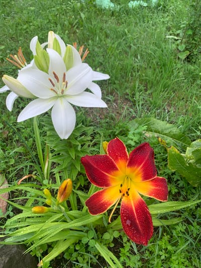 A close-up, eye-level shot shows two blooming lilies in a grassy outdoor setting, possibly in Kavalerovo, Russia. The lily in the upper left is white with orange-tipped stamens and is partially closed. It is covered in small water droplets. Below and to the right, a second lily is fully open, displaying a vibrant gradient from deep red on the outer petals to bright yellow in the center. This lily is also adorned with numerous water droplets. In the foreground, a cluster of unopened lily buds, tinged with orange, are visible amongst lush green leaves, all glistening with moisture. The background consists of soft, green grass and other foliage, suggesting a garden or natural landscape after a rain. The lighting is soft and diffused, indicative of overcast weather or early morning dew.