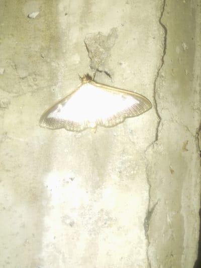 The image shows a close-up of a light-colored moth resting on a rough, textured concrete surface. The moth's wings are spread open, revealing a shimmering, almost translucent quality, with intricate vein patterns visible. The lighting is bright, causing the wings to reflect and glow, almost obscuring some of the finer details of the insect's body. The concrete background is mottled with shades of gray and beige, with visible cracks and imperfections, suggesting an outdoor or unfinished setting. The texture of the concrete is coarse and uneven. The overall impression is one of stillness, with the moth appearing to be at rest. The lighting suggests it could be nighttime or a dimly lit area, possibly illuminated by a artificial light source that attracted the moth. No people or text are visible in the image. The location context of Beylikdüzü, Turkey, provides a geographical setting, but there are no specific visual cues within the image to confirm this location.