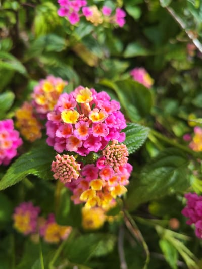 A close-up photograph shows a cluster of lantana flowers in bloom. The flowers are a mix of pink and yellow hues. The surrounding foliage is green. The location, Ribeira Grande, Portugal is not confirmed by the image.