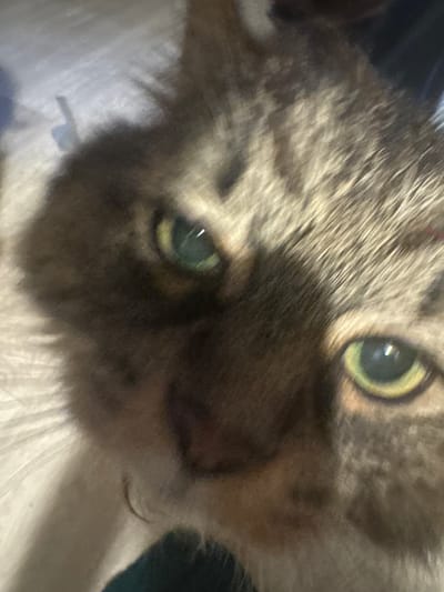 The image is a close-up, somewhat blurry photograph of a cat's face. The cat has tabby markings with shades of brown and gray. One eye is partially obscured by shadow, while the other is clearly visible with a green iris and black pupil. The cat's fur appears somewhat fluffy. The background is out of focus, but suggests a light-colored surface. The image does not contain any information about the city of Novyy, Russia, or any specific location within it.