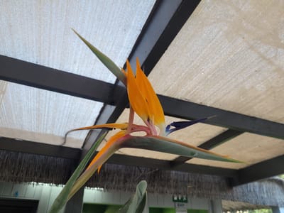 A close-up, low-angle shot shows a Strelitzia reginae flower, commonly known as a bird of paradise flower, blooming in Trachoni, Cyprus. The flower's vibrant orange sepals and blue petals are prominently displayed against a backdrop of a beige fabric canopy supported by dark beams. In the background, the eaves of a thatched-roof structure are visible, suggesting an outdoor setting under a sheltered area. The foreground features green stalks and leaves of the plant. A sign with "EXIT" in green text is partially visible in the lower right of the frame, indicating a building or facility nearby. The lighting suggests it is daytime.