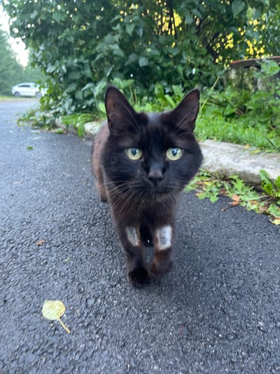 A black cat with yellow eyes is walking on an asphalt surface, possibly a road or path, in an outdoor environment. Green foliage and trees are visible in the background, with some fallen leaves on the ground. A white car is parked in the distance to the left. The cat has white markings on its front legs. The scene appears to be in Karagaiskii, Russia.