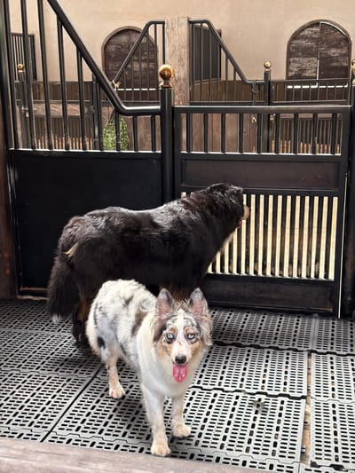 Two dogs stand near a gate and plastic floor tiles. One dog is mostly black, while the other is white, grey, and black with piercing blue eyes and a pink tongue sticking out. The gate has horizontal slats and a black frame with decorative gold-colored knobs. The floor is composed of interlocking square tiles with small square openings. A metal staircase with horizontal bars is visible in the background.