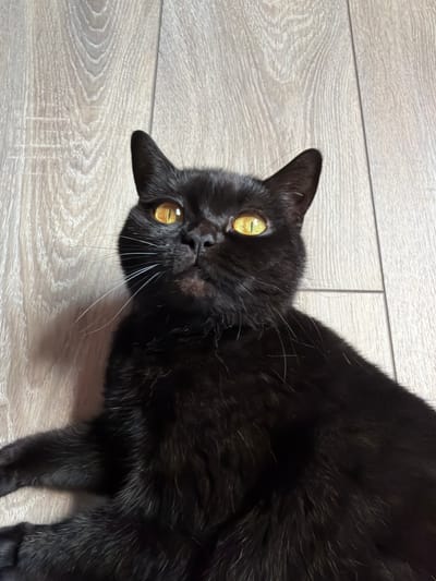 A black cat with bright yellow eyes is lying on a light-colored wooden floor. The cat is looking upwards and slightly to its left. The floorboards are oriented horizontally in the image, with a visible wood grain pattern and faint lines indicating seams between planks. The cat's fur appears thick and soft, with some lighter hairs visible, particularly around its face and paws. The lighting suggests an indoor environment. The location is not specified in the image.