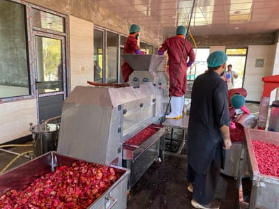 The image depicts an indoor industrial setting, likely a fruit processing plant, bustling with activity. Several men are engaged in operating and overseeing large stainless steel machinery designed for processing fruit, specifically pomegranates, as indicated by the abundant red material.

In the foreground, a large metal bin is filled with discarded pomegranate rinds and pulp, suggesting an extraction or juicing process. To the right, another container holds finely processed red fruit material. Two workers, dressed in reddish-brown protective jumpsuits, green hairnets, white boots, and pink/purple gloves, stand on elevated platforms, appearing to feed fruit into the machinery or monitor its operation. Another man, wearing a dark traditional tunic (shalwar kameez) and a green hairnet, stands in the mid-ground, observing the process. A fourth man in similar traditional attire is partially visible in the background.

The facility features large windows and doors with dark frames, allowing natural daylight to illuminate the space. The walls are a mix of bare concrete and light-colored tiled or paneled sections. The floor appears wet in areas, possibly from cleaning or the processing activity. Visible text on the window frames includes "AKPAN," "AKDURUM PLASTIK," "CAMODA," and "AKIN PLASTIK," which are likely brand names for the building components. The scene portrays a functional and busy agricultural processing operation taking place during the daytime in Sard-E 'olya, Afghanistan, with workers focused on their tasks.
