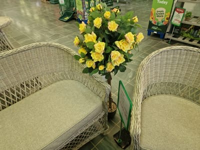 This media file captures an indoor scene, likely a garden center or a home furnishings store. The primary subjects are two wicker chairs with light-colored cushions, positioned on a tiled floor. Between the chairs stands a potted artificial tree with abundant yellow roses and green leaves. To the right of the chairs, a green sign with white lettering advertises "Simply Grows More" and a "Best Buy" sign displays "Nursery Growhouse £59.99". Another green sign on the right, with text including "Lume 140cm", is also visible. In the background, shelves with various gardening products and other displays can be seen, suggesting a retail environment. There are no people visible in the image. The lighting indicates an indoor setting, and no specific time of day or weather conditions can be determined. The overall impression is one of a retail display designed to entice customers with garden-related items and comfortable seating.