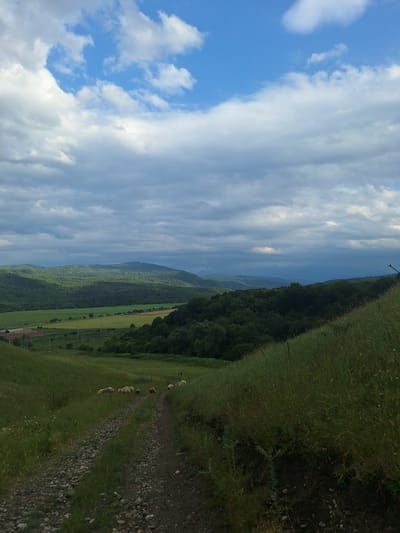 An overcast day provides dramatic lighting over a pastoral landscape. The foreground is dominated by a rough, stony dirt path leading downhill. To the left, tall green grass and scattered wildflowers line the path, while to the right, the slope is covered in dense, feathery grass. A small flock of sheep is scattered across the grassy slope to the left of the path. Beyond the immediate foreground, a verdant valley unfolds, featuring rolling green hills covered in lush forests. In the distance, layers of blue-hazed mountains stretch towards the horizon under a sky filled with a mixture of white and gray clouds. The scene suggests a rural area, possibly on the outskirts of Alkhasty, Russia, given the geographic context, characterized by open fields, woodlands, and mountainous terrain.