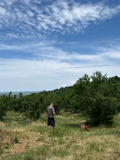 The image depicts a man walking his dog on a sunny day in a natural, outdoor setting. The man, seen from behind, wears a dark t-shirt and dark shorts, standing on a grassy path. A light brown or golden-colored dog is a short distance in front of him, connected by a white leash, appearing to be lying down or resting on the ground.
To the right of the path, a dense line of lush green trees forms the edge of a wooded area or forest, extending up a hillside. The ground is covered with a mix of green and drier, straw-colored grass, indicating an unpaved, natural terrain.
The sky above is a vibrant blue, featuring scattered white clouds of various shapes and sizes, from small, puffy cumulus clouds to elongated, wispy formations. The bright sunlight and clear sky suggest it is midday or early afternoon. In the distant background, beyond the trees, a hazy landscape of what appears to be a valley or cultivated fields can be discerned, consistent with the hilly agricultural regions of Grocka Urban Municipality, Serbia. There is no visible text in the image.