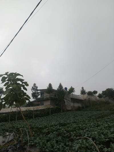 This image depicts a rural or semi-rural agricultural scene in Joshi Vihir, India, under an overcast sky. The foreground features a cultivated field occupying the lower half of the frame, populated with numerous low-lying, dark green leafy vegetable plants, possibly a brassica crop, indicating active farming. Discarded white plastic sheeting and metal hoops are visible on the left edge of the field. A prominent, medium-sized tree with large, dark green leaves and a slender trunk stands on the left side of the field. In the midground, situated on a gentle incline behind the field, is a multi-story building, likely a residence or farm structure, with light-colored walls, multiple windows, and a visible balcony or terrace. A blue water tank is present on its roof. Several tall, slender trees are planted around the building. To the right of the building, a series of arched, translucent greenhouse structures extend horizontally along the landscape. The sky above is entirely overcast, presenting a uniform light grey hue. Two dark utility lines traverse the upper sections of the image diagonally, one from the upper left to center, and another fainter one from the upper right. No individuals are visible.