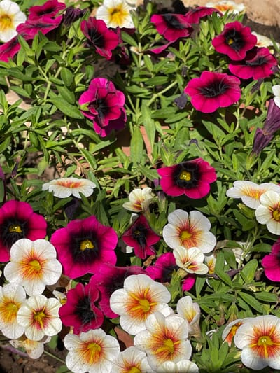 This is a close-up, eye-level, natural light photograph of a dense cluster of blooming petunias. The flowers are primarily a deep magenta or fuchsia color with dark centers, and some are a lighter white with red and yellow markings radiating from the center. The petals are slightly ruffled. The greenery of the plants is lush and forms a backdrop for the flowers. The scene appears to be outdoors, potentially in a garden or flower bed. No specific identifiable structures or landmarks are visible that would indicate a particular city or location like Tatarstkaya Kargala, Russia. The image is static with no discernible action or interaction occurring.