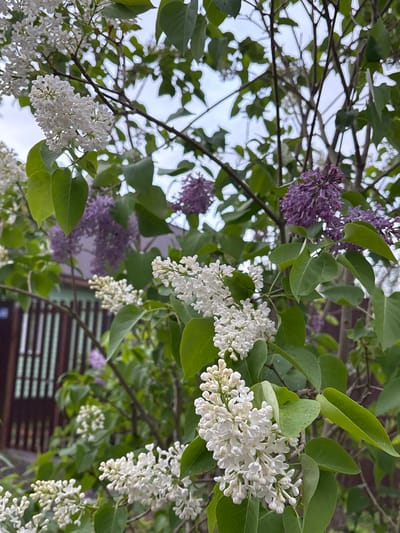 The image depicts a close-up view of lilac bushes with both purple and white blossoms in Ulyanovka, Russia. The leaves are green and some appear to have water droplets on them. Some parts of the branches are visible. In the background, there is a fence or the side of a building. The sky is visible through the branches.