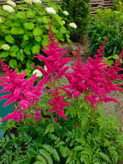 In the city of Лужники Снт, Russia, a cluster of vibrant pink astilbe flowers dominates the foreground of the image. The feathery plumes of the astilbe are a bright, saturated pink, with many small, delicate blossoms clustered together to form the characteristic conical shape. The flowers are wet, suggesting recent rain or dew, which enhances their color and texture. They rise from a bed of lush, green foliage, also glistening with moisture. The leaves are compound, with multiple serrated leaflets, typical of astilbe plants.
In the background, out of focus, are other garden elements. To the left, large, pale green leaves are visible, possibly from a hydrangea bush, interspersed with some white flower clusters. A wooden fence, constructed from horizontal slats, forms a textured backdrop behind the plants. To the right, the background transitions to softer greens of other foliage and the sandy texture of the ground. A thin, dry blade of grass stands upright in the mid-ground on the right. The overall impression is of a well-maintained garden on a damp day.