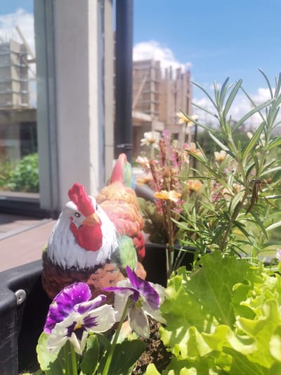 The image shows a close-up view of a decorative ceramic rooster figurine placed in a planter. The rooster is colorful, with white, red, brown, green, and yellow hues. It is positioned in the foreground, with its head and upper body clearly visible. In front of the rooster, there are two viola flowers, one with purple and white petals, and another partially visible with purple markings. To the right of the rooster, there is a sprig of rosemary and some lettuce leaves. The planter appears to be on a balcony or patio, as indicated by the wooden decking in the background and the view of a building under construction against a bright blue sky with scattered clouds. The building under construction is in the mid-ground and appears to be made of concrete and scaffolding. The overall scene depicts a decorative arrangement of plants and a figurine in an outdoor urban setting.
