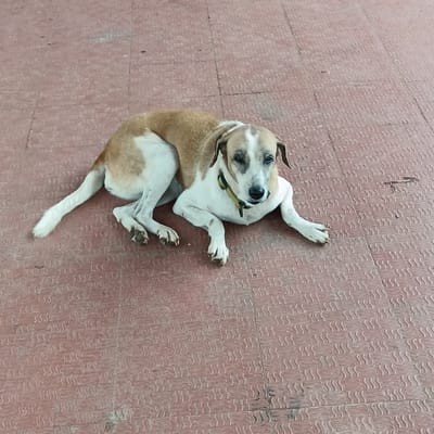 A medium-sized, tan and white dog with a yellow collar lies on a reddish-brown, textured tile surface. The location is Marna, India. The dog is lying down and looking toward the camera.