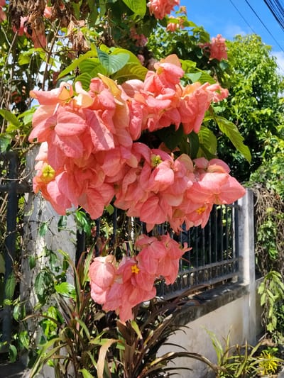 This is a vertical, eye-level, medium shot of a cluster of pink flowers with green leaves against a backdrop of a fence, wall, and lush vegetation. The flowers are the main subject, with their vibrant pink color and intricate petal structures dominating the center of the frame. They appear to be part of a larger plant, with some dry, brown leaves visible at the top, suggesting a natural, possibly overgrown setting.
The scene is outdoors, bathed in bright sunlight, indicating it is daytime. The sky is a clear blue with a few wispy white clouds. The location cues include a metal fence, a concrete wall, and a variety of plants, some with reddish-brown and green foliage, suggesting a tropical or subtropical environment. The overall mood is one of natural beauty and vibrancy, with the bright colors of the flowers and the clear sky evoking a pleasant, sunny day. There is no text visible in the image. The context of Ban Patan, Thailand, aligns with the visual cues of tropical flora and sunny weather.