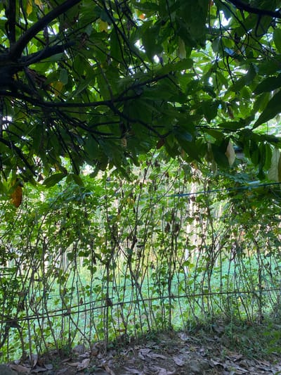 The image depicts an outdoor scene in Kresek, Indonesia, characterized by dense foliage and vegetation. In the foreground, a layer of fallen leaves and debris covers the ground, suggesting a natural or garden environment. Above the ground, numerous thin, vertical stems of plants rise, interwoven with a rustic fence-like structure made of bamboo poles and wires, which appears to support climbing or trailing plants. These plants are laden with small, green leaves. Overhead, a thick canopy of larger, deep green leaves from what appears to be a mature tree dominates the upper portion of the image. Sunlight filters through the leaves, creating dappled patterns and highlighting the vibrant green hues. The background is a blur of green, indicating further vegetation or trees, with hints of bright light suggesting an open area beyond the immediate planting. The overall impression is one of lush, overgrown greenery, likely in a garden or natural setting within Kresek.