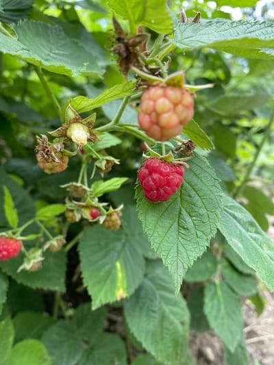 This is a close-up, eye-level, vertical shot of a raspberry bush with several berries in varying stages of ripeness. The primary focus is on a ripe, red raspberry in the center of the frame, resting on a textured green leaf. To its upper left, a cluster of unripe, pale pink raspberries is visible, also surrounded by leaves and thorny branches. Further down and to the left, another red raspberry is partially visible. The background is a blur of green leaves and some dry earth, suggesting an outdoor, natural setting. The lighting is natural and diffused. The image was captured in the Zybynske rural settlement of Ukraine.