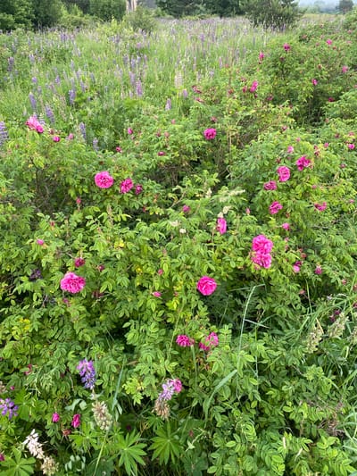 The image depicts a dense, overgrown field filled with various wildflowers and bushes. In the foreground, a thicket of rose bushes displays numerous vibrant pink flowers, some fully bloomed and others in bud. Interspersed with the roses are green leaves and stems. The background is a sea of tall, green grass interspersed with spikes of purple lupine flowers, extending into the distance. The overall impression is one of wild, untamed nature. The location is specified as Yuryatino, Russia, suggesting a rural or park-like setting. There are no people or animals visible in the image. The lighting suggests it is daytime, possibly overcast, as there are no strong shadows. The perspective is eye-level, looking into the heart of the flowering vegetation.