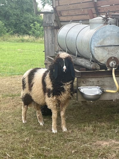 The image shows a sheep with dark brown and tan stripes standing in a grassy field. The sheep is positioned in front of a rustic wooden wagon with a large metal tank on the back. A yellow hose extends from the tank to a metal water trough attached to the wagon. In the background, there are trees and a blurry building. The scene appears to be outdoors, possibly on a farm or rural property. There is no specific indication of the location being Neustadt, Germany.