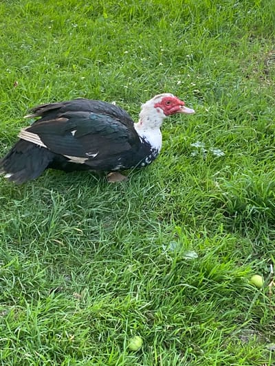 This media file is a still photograph taken from a top-down perspective of a Muscovy duck lying on a patch of green grass. The duck is predominantly black with white markings on its neck and head, and has a red, warty face. Its body is mostly obscured by its dark plumage. The grass is lush and appears well-maintained, with a few small white specks scattered across it, possibly petals or debris. There are also a few small, round, greenish objects on the grass, which could be fruits or galls. The lighting suggests it is daytime, with soft shadows indicating possibly overcast conditions or late afternoon. The overall scene is natural and peaceful, with the duck appearing still. There is no visible text in the image. The location context is Luh, Ukraine.