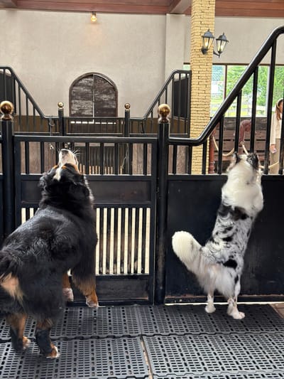 Two dogs are positioned on opposite sides of a metal structure. At the top of the frame, a white and black dog lays on a dark surface. Below, a Bernese Mountain Dog is seen from the side, its black and tan fur contrasting against the metal bars and background wall with a closed window. The setting appears to be an enclosed patio or outdoor area, evident from the overhead light fixtures.