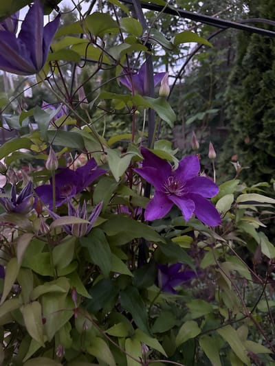 The image shows a close-up of a clematis vine with several purple flowers and buds. The clematis is growing on a dark metal structure, possibly an arbor, in an outdoor setting. The background is a blur of green foliage and a dark evergreen tree, suggesting a garden environment. The lighting indicates it is likely late afternoon or early evening, with soft, diffused light. The location is the city of Malmyzh, Russia. There are no people or animals visible in the image. The focus is on the intricate details of the clematis flowers and their leaves, with some of the flowers fully bloomed and others in bud. The overall impression is one of natural beauty and a quiet garden scene.