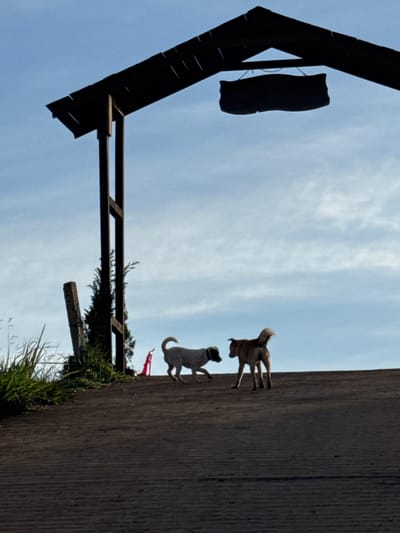 The image shows two dogs in the city of Trường Thọ, Vietnam. One dog is light brown and the other is white. They are standing on a dirt path under a wooden archway. The sky is blue with some clouds. There is some vegetation on the side of the path.
