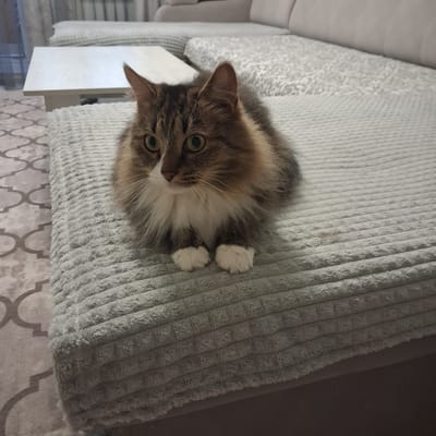 A fluffy, tri-colored cat with green eyes is sitting on a light gray textured blanket. The cat is facing forward with its paws tucked underneath its body. Its fur is a mix of brown, black, and white, with a white chest and white paws. The background shows a sectional sofa and a light-colored coffee table, suggesting an indoor setting. The image does not contain any information that would allow for the determination of its location in Bugulma, Russia.