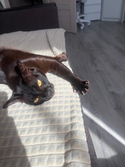 A dark brown cat with bright yellow eyes is lying on its back on a textured cream-colored blanket. The cat's body is stretched out, and one paw is extended with its claws visible. Sunlight is streaming in from the right side of the image, casting shadows on the blanket and the adjacent wooden floor. In the background, a white office chair and a dresser are partially visible. The scene appears to be indoors, likely in a residential setting. There is no visible indication of the specific location in the city of Yoksolovo, Russia.