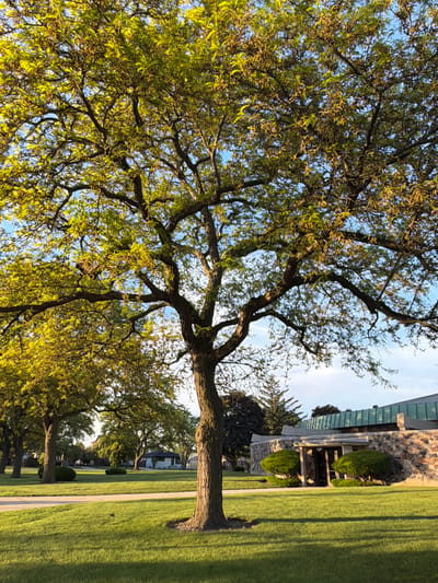 The image captures a serene scene in Niles, United States of America, possibly in a park or residential area. A large tree dominates the left side of the frame, its branches extending across the sky, adorned with green leaves. The trunk is thick and textured, and the tree appears mature. To the right of the tree, a manicured lawn stretches towards a building with a stone exterior and a modern, possibly glass, roof. A paved walkway borders the lawn. Additional trees line the sidewalk further down, creating a sense of depth. The lighting suggests it is either early morning or late afternoon, casting long shadows on the grass.